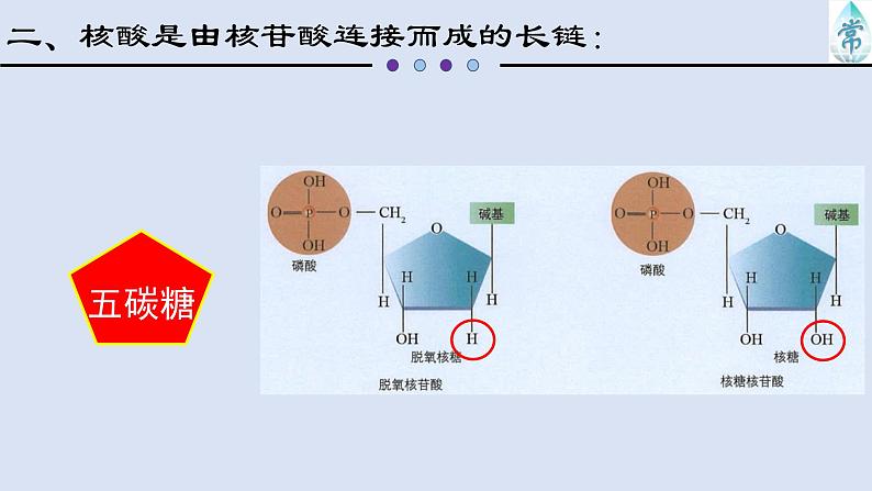 2.5核酸是遗传信息的携带者课件PPT07