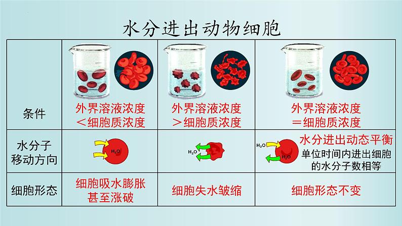 4.1被动运输课件PPT第8页