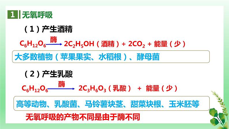 5.3 细胞呼吸的原理和应用——无氧呼吸课件PPT第5页