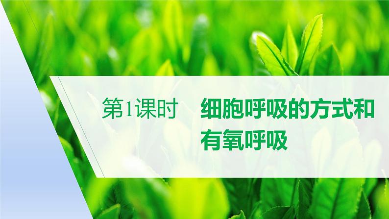 5.3 细胞呼吸的原理和应用——有氧呼吸课件PPT第1页