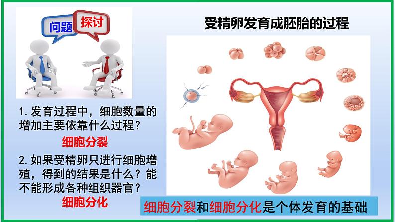 6.2细胞的分化课件PPT01