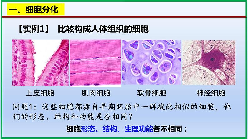 6.2细胞的分化课件PPT03