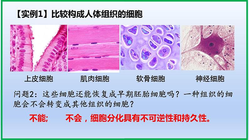 6.2细胞的分化课件PPT04