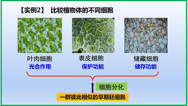 6.2细胞的分化课件PPT05