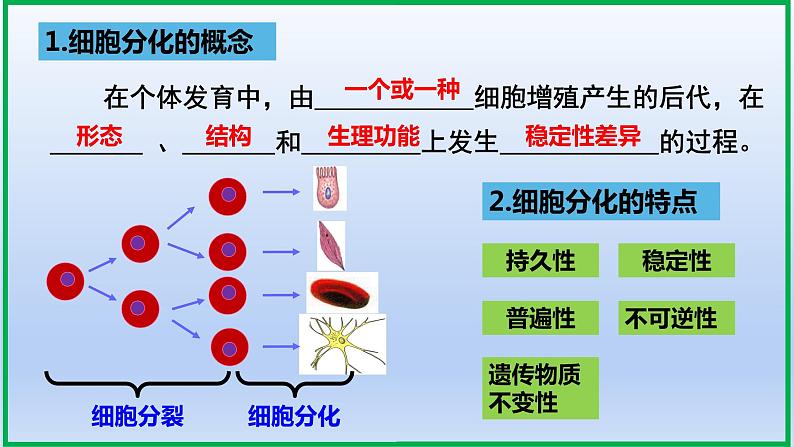 6.2细胞的分化课件PPT06