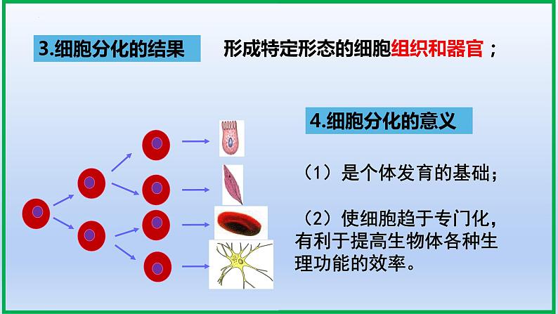 6.2细胞的分化课件PPT07