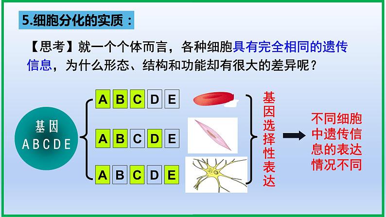 6.2细胞的分化课件PPT08