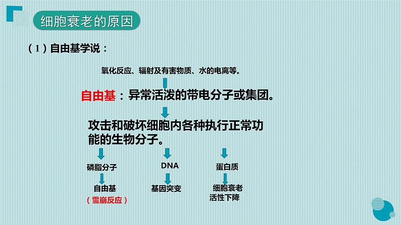 6.3细胞的衰老和死亡课件PPT第6页