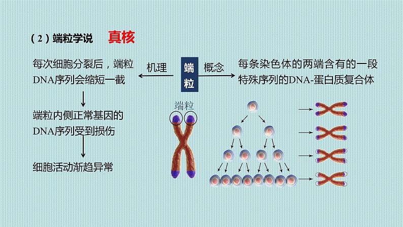 6.3细胞的衰老和死亡课件PPT第7页