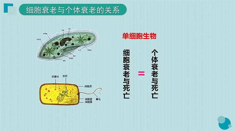 6.3细胞的衰老和死亡课件PPT第8页