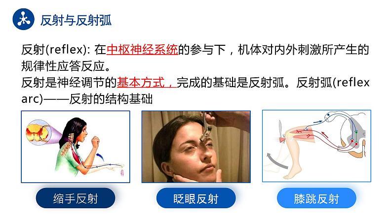 【核心素养目标】2.2《神经调节的基本方式》课件+教案07