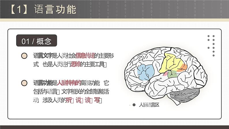 2.5《人脑的高级功能》课件08