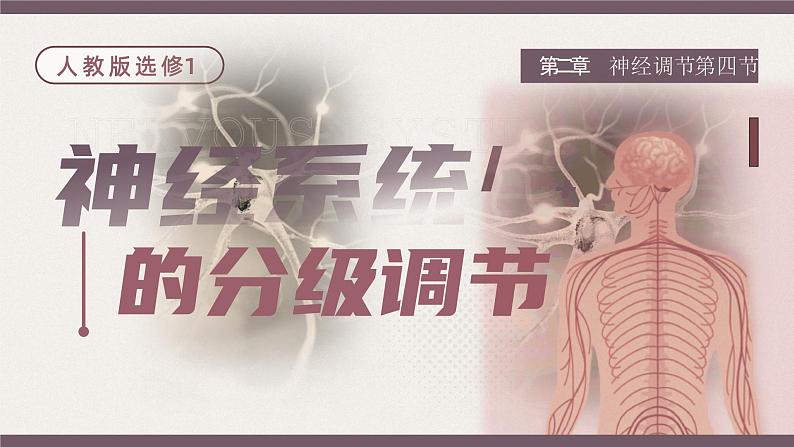 【核心素养目标】2.4《神经系统的分级调节》课件01