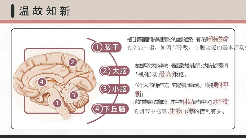 【核心素养目标】2.4《神经系统的分级调节》课件05