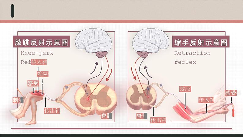 【核心素养目标】2.4《神经系统的分级调节》课件07