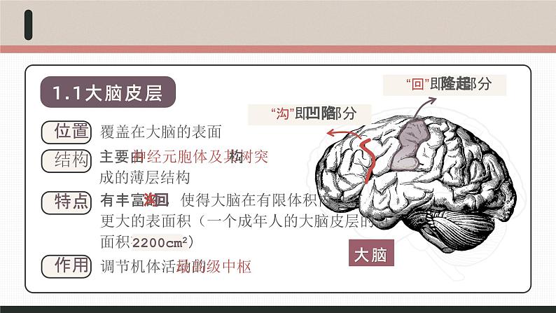 【核心素养目标】2.4《神经系统的分级调节》课件08