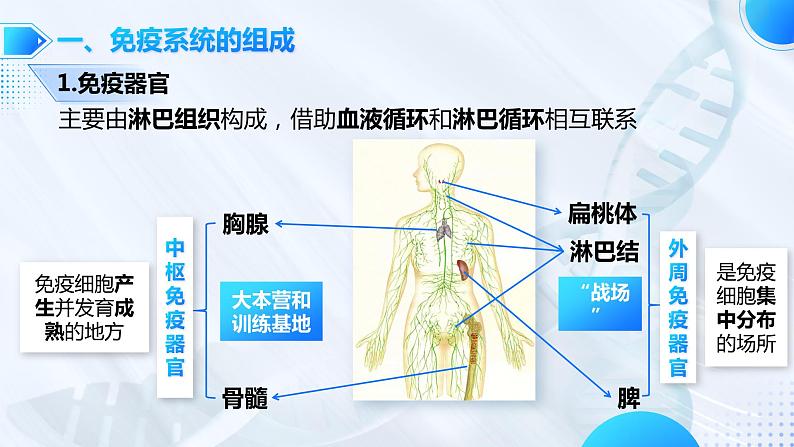 【核心素养目标】4.1《免疫系统的组成和功能》课件第8页