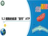 5.2 细胞的能量“货币”-ATP课件PPT