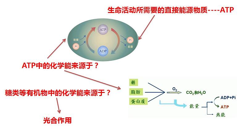 5.4.1光合作用与能量转化 第一课时课件PPT02