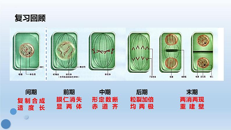 6.1.2有丝分裂过程中染色体行为数量变化规律课件PPT第4页