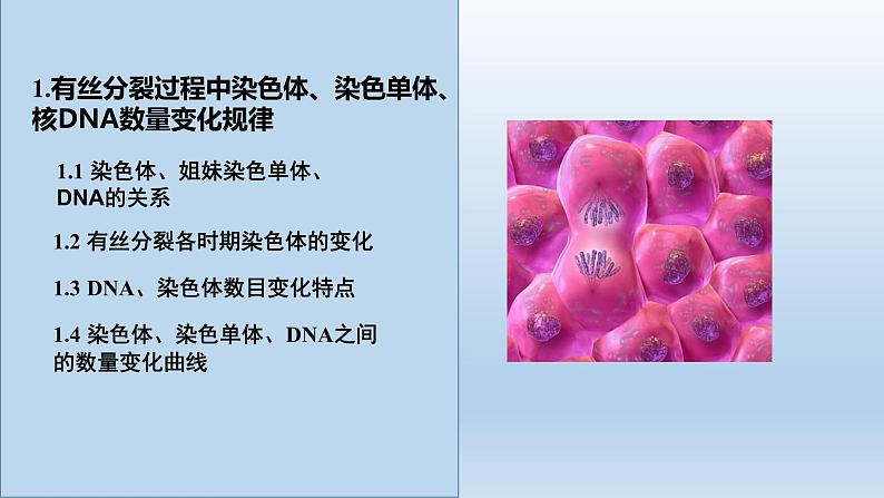 6.1.2有丝分裂过程中染色体行为数量变化规律课件PPT第5页