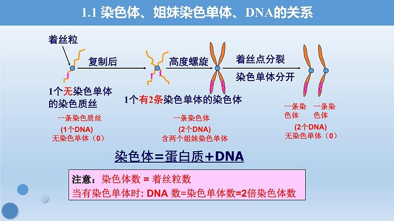 6.1.2有丝分裂过程中染色体行为数量变化规律课件PPT第6页