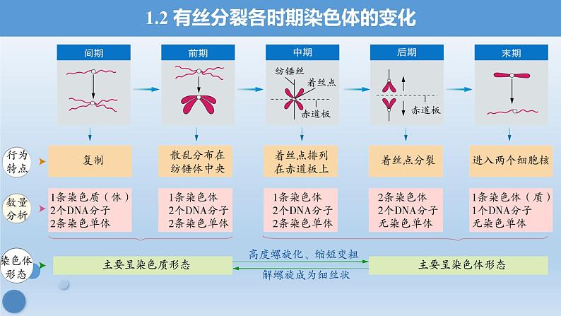 6.1.2有丝分裂过程中染色体行为数量变化规律课件PPT第7页