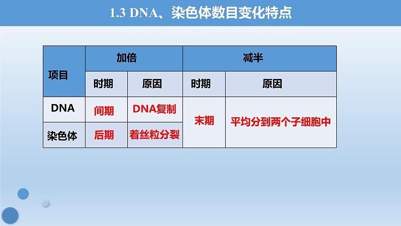 6.1.2有丝分裂过程中染色体行为数量变化规律课件PPT第8页