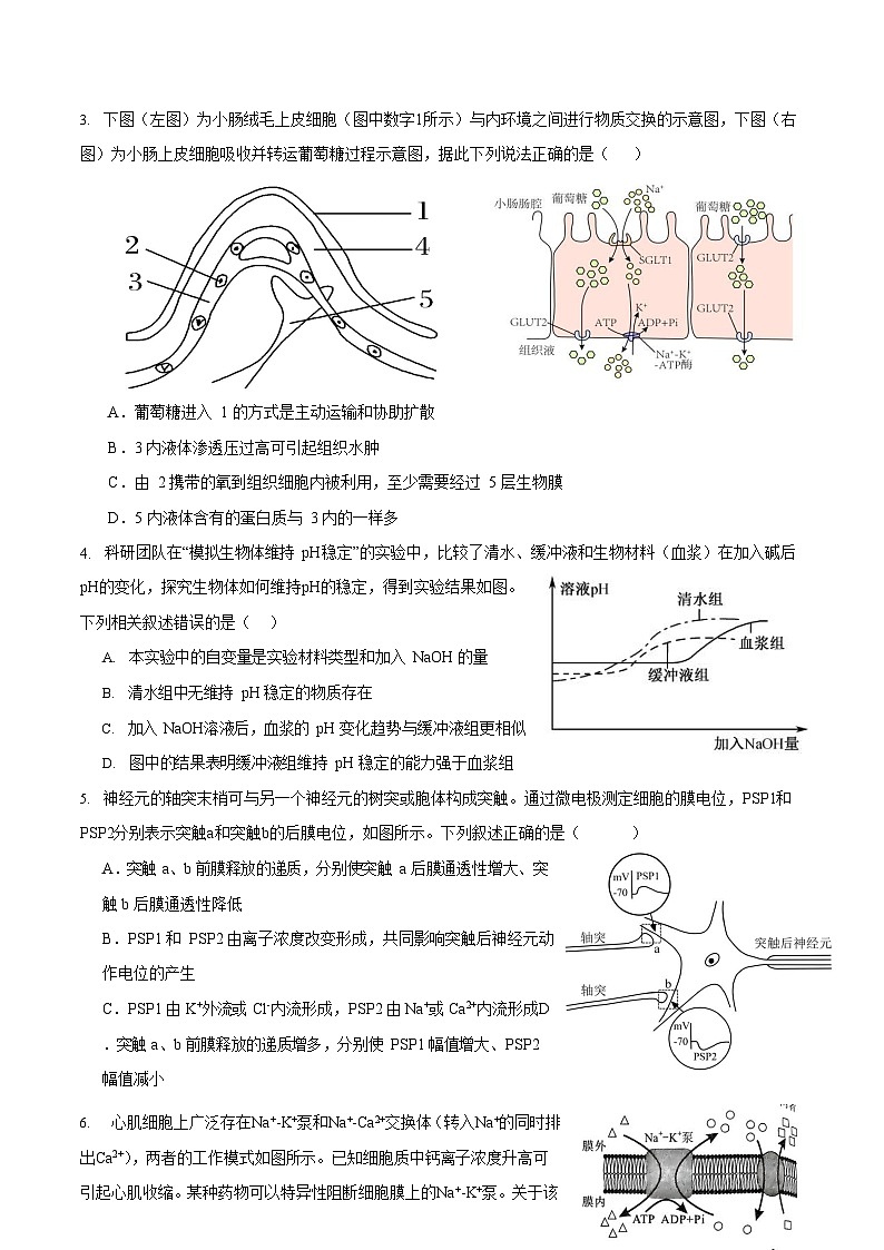 湖北省黄石市第二中学2023-2024学年高二上学期第三次统测生物试题（含答案）02