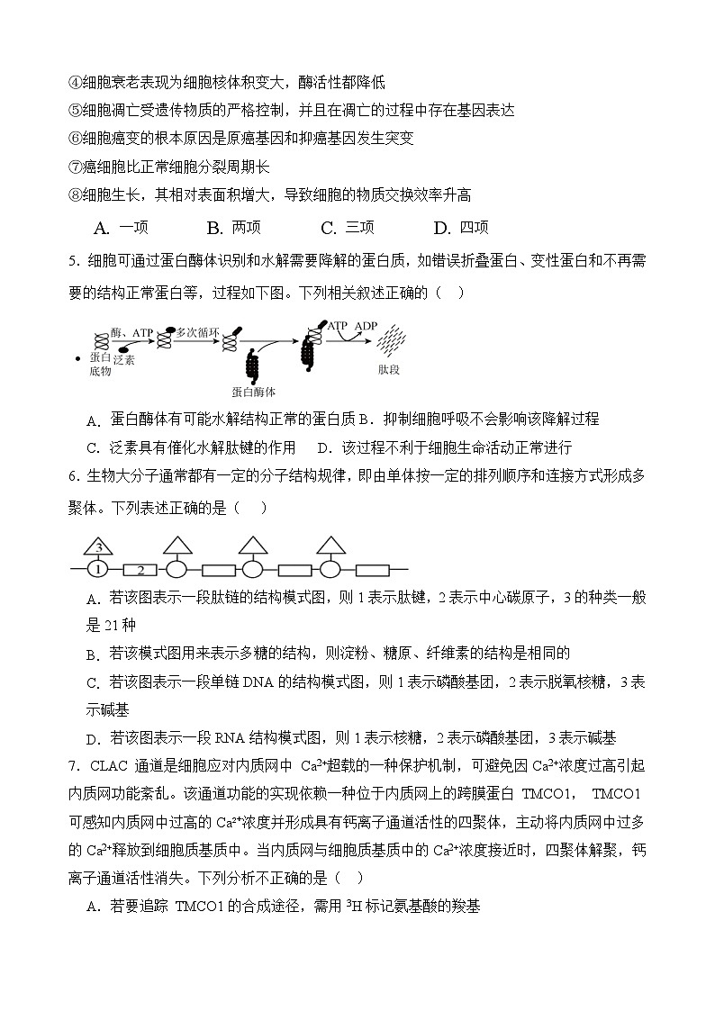 湖南省邵东市第三中学2023-2024学年高三上学期第二次月考生物试题（含答案）02