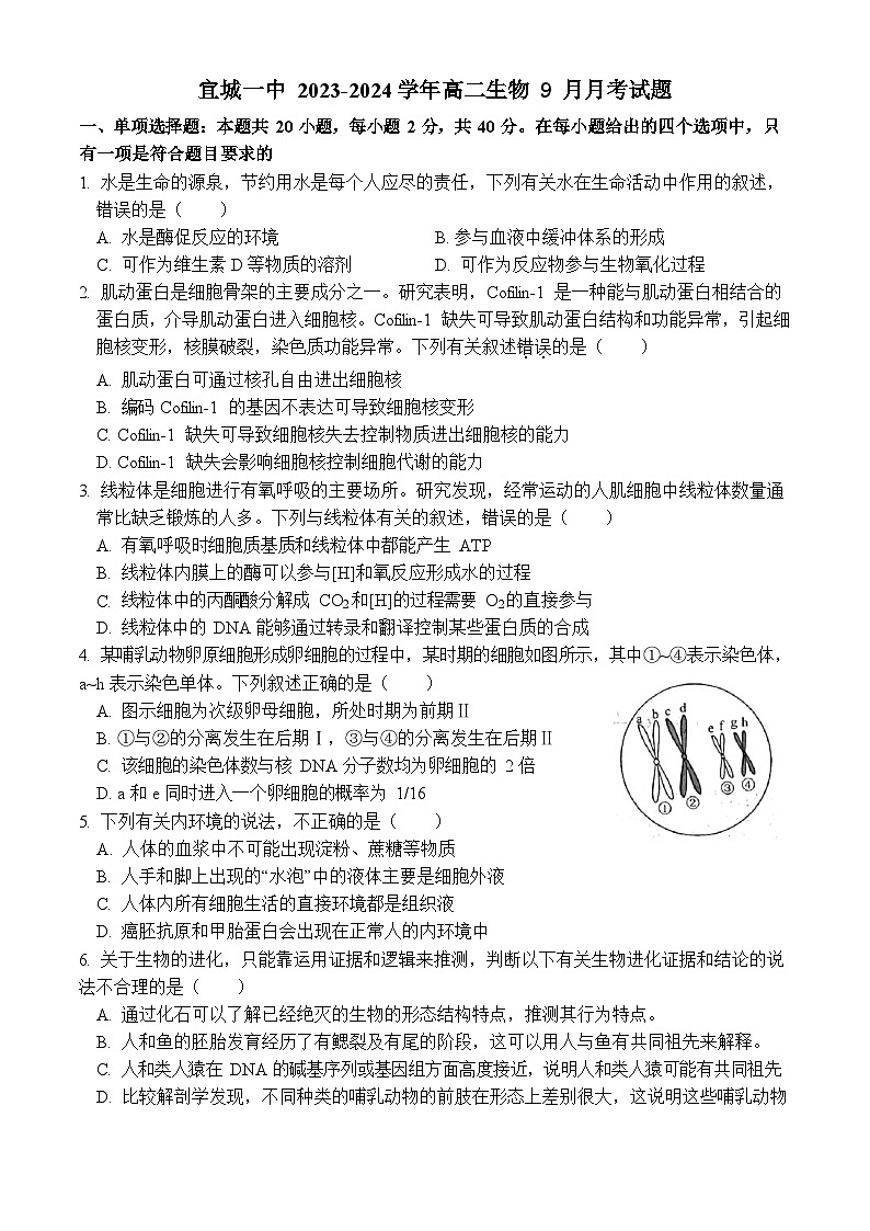 2024襄阳宜城一中高二上学期9月月考生物试题含答案第1页