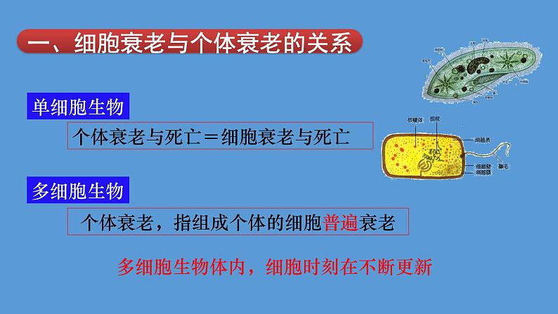 2024届高考生物复习专题课件★★细胞的衰老和凋亡PPT第5页