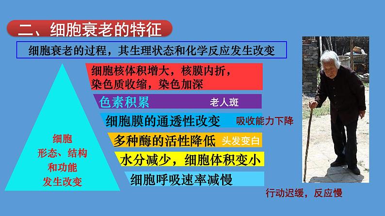 2024届高考生物复习专题课件★★细胞的衰老和凋亡PPT第6页