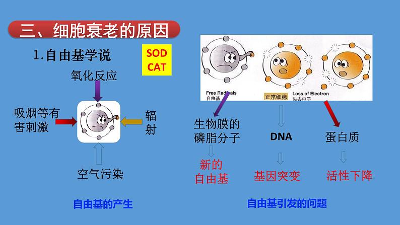 2024届高考生物复习专题课件★★细胞的衰老和凋亡PPT第7页