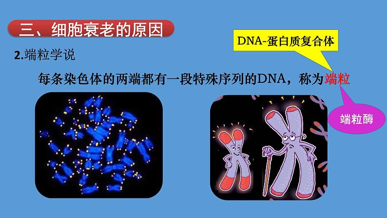 2024届高考生物复习专题课件★★细胞的衰老和凋亡PPT第8页