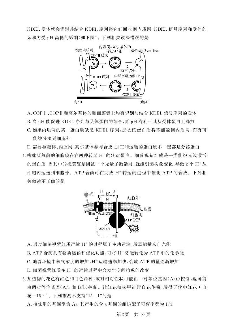 安徽省皖东智校协作联盟2024届高三上学期10月联考生物学第2页