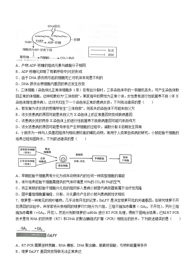 2024湖北省宜荆荆随高三上学期10月联考生物试题含解析第2页