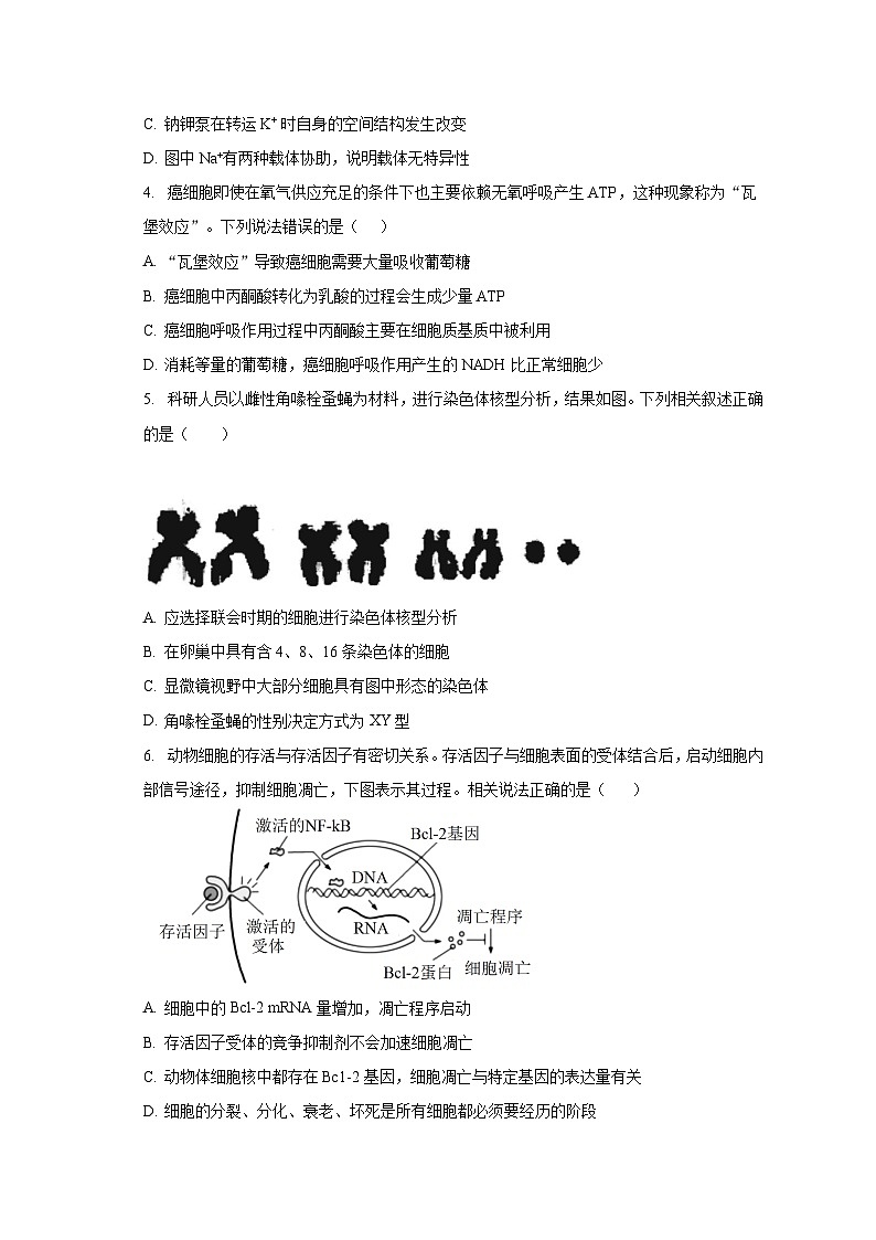 2023-2024学年江苏省江阴市成化高级中学高三上学期（第1次）阶段考试生物试卷（含解析）第2页