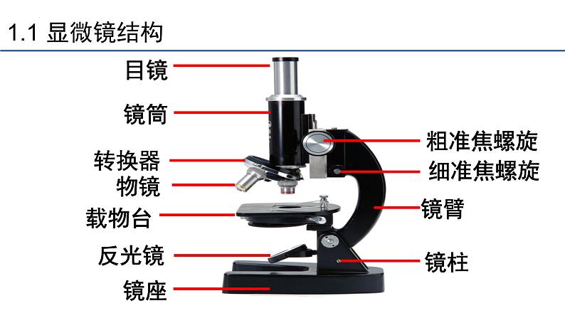 1.2细胞的多样性和统一性第1课时课件2023-2024学年高一上学期生物人教版必修第6页