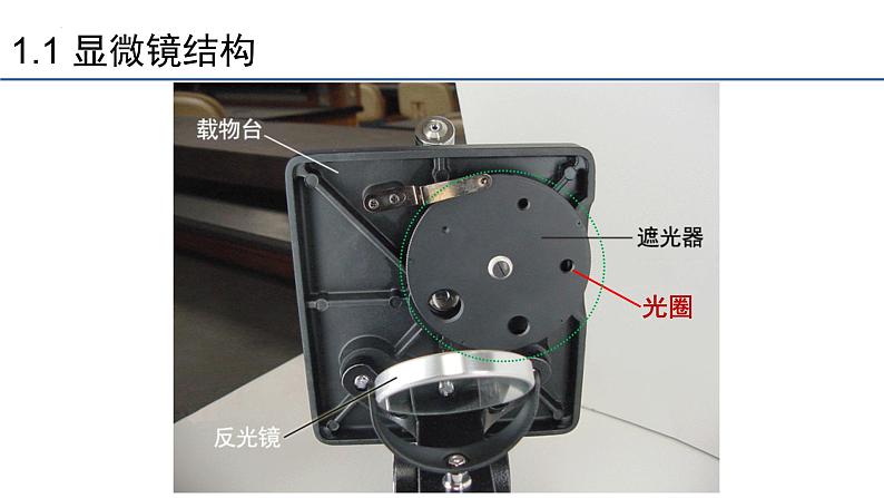 1.2细胞的多样性和统一性第1课时课件2023-2024学年高一上学期生物人教版必修第7页