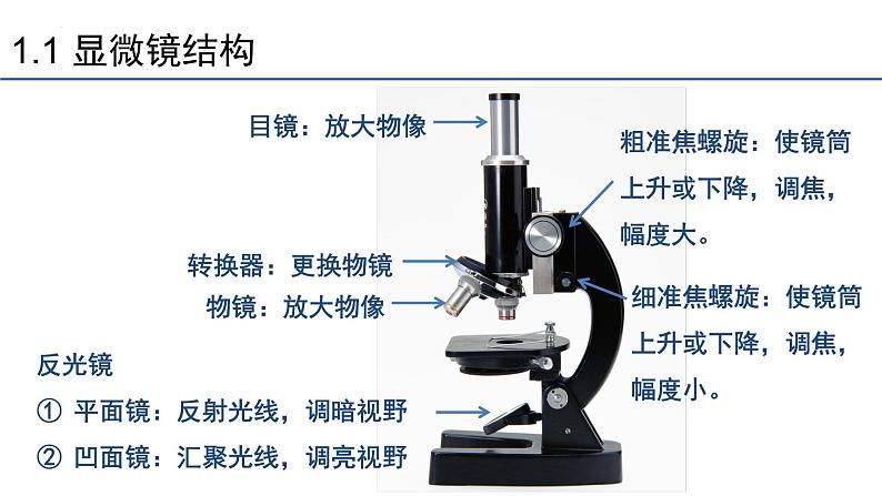 1.2细胞的多样性和统一性第1课时课件2023-2024学年高一上学期生物人教版必修第8页