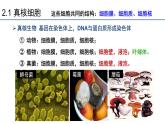 1.2细胞的多样性和统一性第2课时课件2022-2023学年高一上学期生物人教版必修1 - 副本