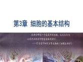 3.1细胞膜的结构和功能 课件 2023——2024学年高一上学期生物人教版必修1