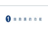 3.1细胞膜的结构和功能 课件 2023——2024学年高一上学期生物人教版必修1