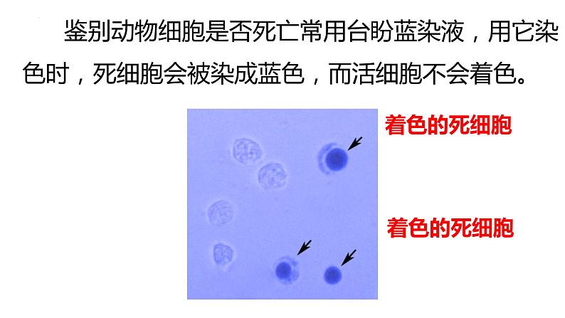 3.1细胞膜的结构和功能 课件 2023——2024学年高一上学期生物人教版必修1第6页