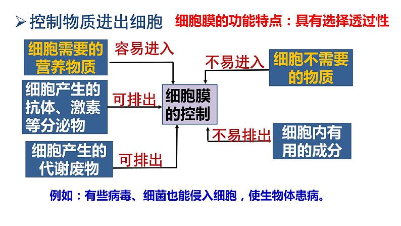 3.1细胞膜的结构和功能 课件 2023——2024学年高一上学期生物人教版必修1第7页