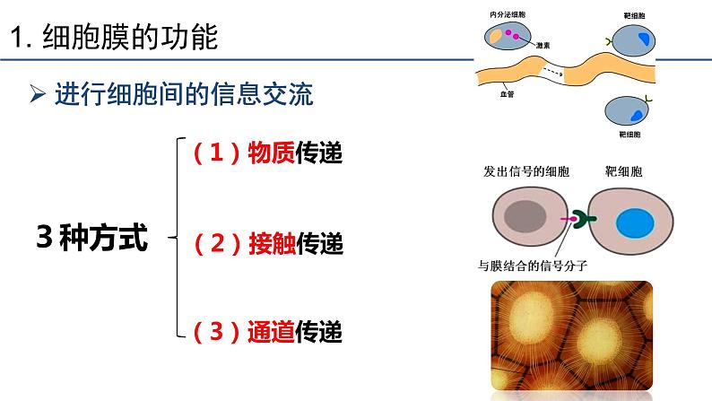 3.1细胞膜的结构和功能 课件 2023——2024学年高一上学期生物人教版必修1第8页