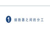 3.2细胞器之间的分工合作  课件 2023——2024学年高一上学期生物人教版必修1