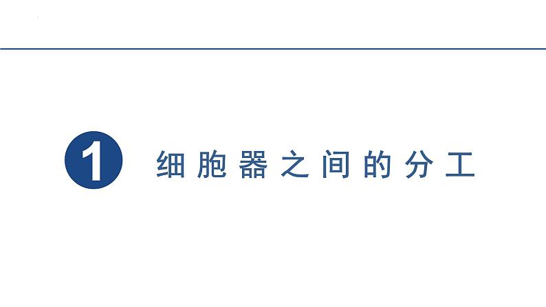 3.2细胞器之间的分工合作  课件 2023——2024学年高一上学期生物人教版必修1第2页