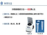 3.2细胞器之间的分工合作  课件 2023——2024学年高一上学期生物人教版必修1